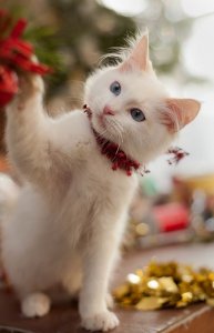 07a755c1c03c17b5cb231ac13dc48cf8