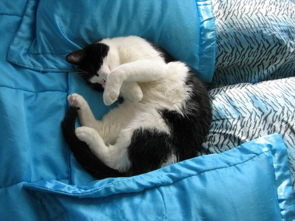 Day_36__Cat_Nap_by_cadillacphunque