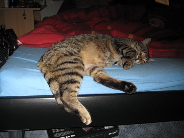 Lazy_Cat_by_AngelHarleyQuinn