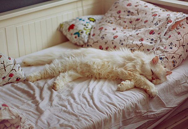 Morning_Cat_by_NerySoul