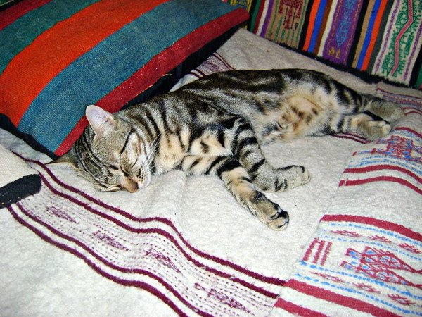 berber_cat_1___tunisia_by_mg1706-d2yd8wh