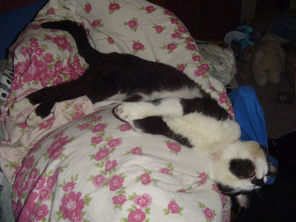 dead_cat_by_the_shadowcat-d57kkn