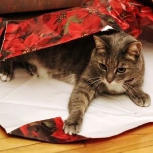 e589d51a0841e1ba675e4e86dfc517fa